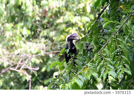 Asian Black Hornbill 5978115