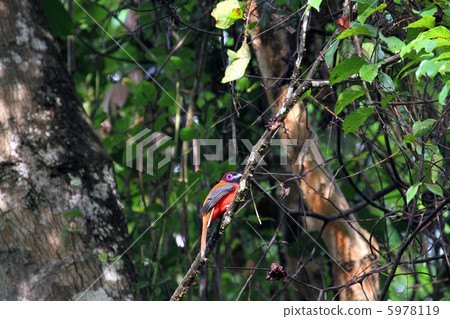 迪亞德的Trogon(Barraequinus springdri) 迪亞德的Trogon(Barraequinus springdri) 5978119