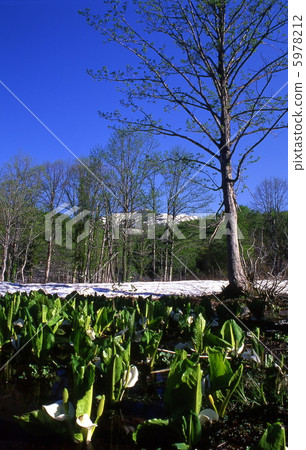 Mt. Gassan, where skunk cabbage blooms after the snow melts 5978212