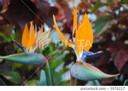天堂花臉 5978227
