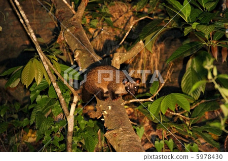 普通棕櫚果子狸（棕櫚果子狸） 5978430