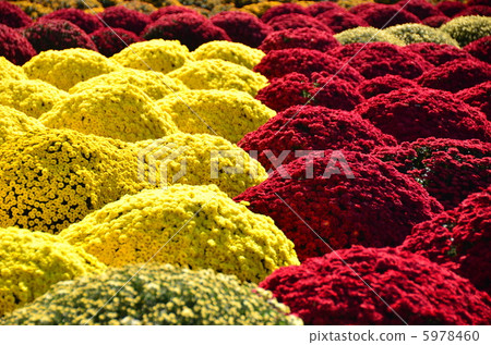 Zakuru菊花 5978460