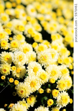 Zakuru chrysanthemum Zakuru chrysanthemum 5978461