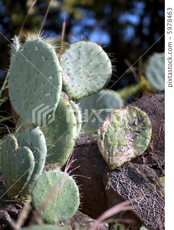 Petice cactus 5978463