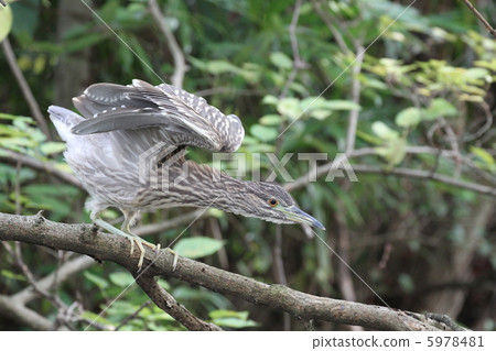 戈雅幼鳥 5978481