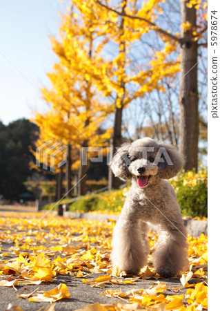 Poodle of Ginkgo's way 5978674