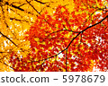 Autumn leaves Autumn leaves 5978679