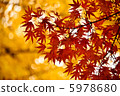 Autumn leaves Autumn leaves 5978680