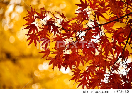 Autumn leaves 5978680