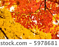 Autumn leaves Autumn leaves 5978681