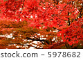 Autumn leaves Autumn leaves 5978682
