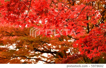 Autumn leaves 5978682