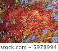 Autumn leaves 5978994