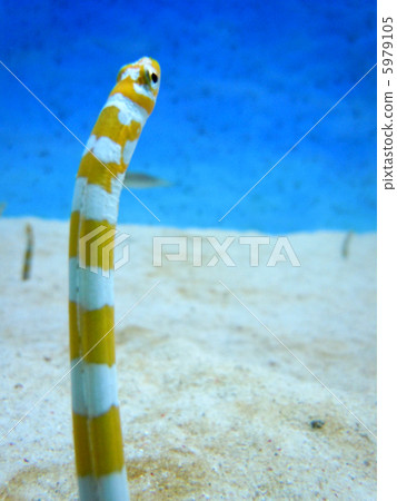 中國鰻魚 5979105