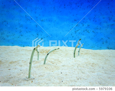 Chinese eel 5979106