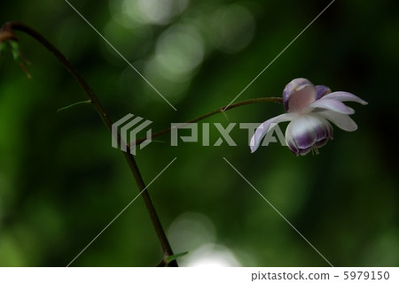 山野草蝦 山野草蝦 5979150