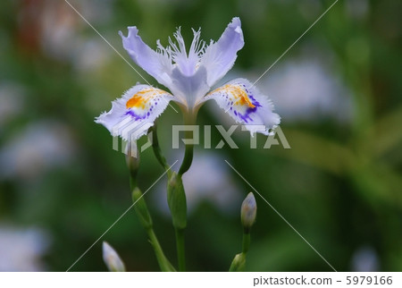 Yamano Grass Shaga Yamano Grass Shaga 5979166
