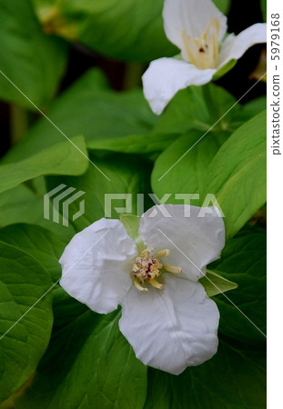 Yamano Grass Flower Eniree Yamano Grass Flower Eniree 5979168