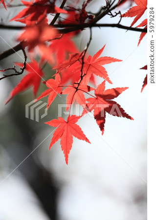 八王子河的秋葉11 5979284