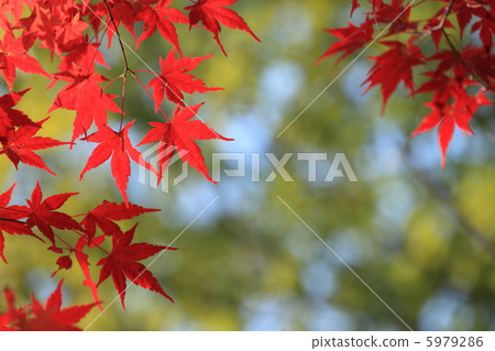 八王子河的秋葉13 5979286