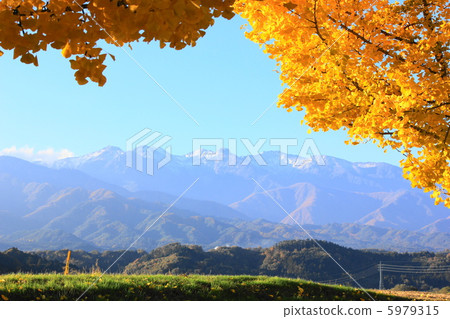 中央銀杏偷看銀杏樹 5979315