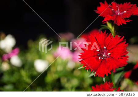 Crimson Dianeus(Nadesico) Crimson Dianeus(Nadesico) 5979326