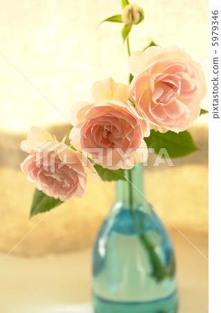 玫瑰1 玫瑰1 5979346