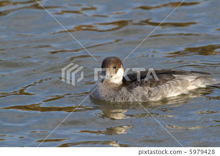 Miko Aisa女 5979428