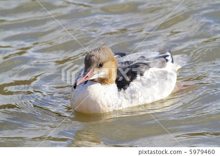 Kawaiisa male 5979460