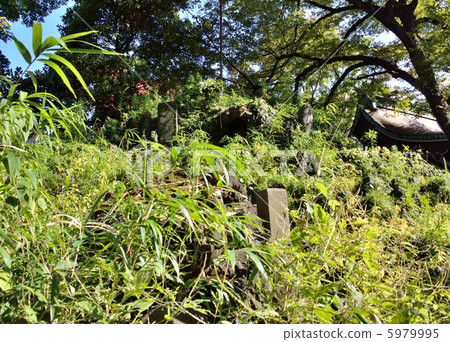 大野Terrasaki神社的Fujimuka 5979995