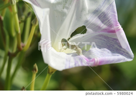 蠕蟲般的牽牛花 蠕蟲般的牽牛花 5980024
