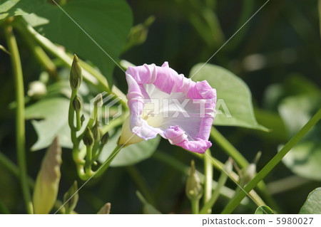 Morning glory 5980027