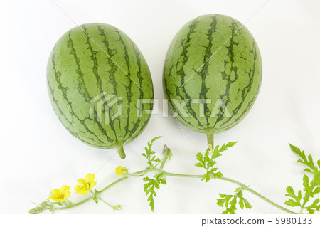 水果·西瓜 水果·西瓜 5980133