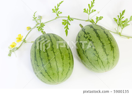 水果·西瓜 水果·西瓜 5980135