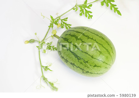 水果·西瓜 5980139