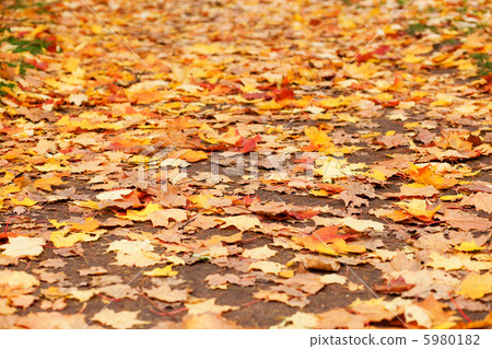 Autumn leaves Autumn leaves 5980182
