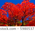 秋葉和藍天 5980537