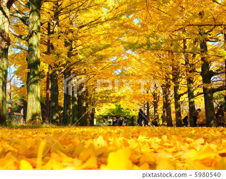 Ginkgo aki Ginkgo aki 5980540