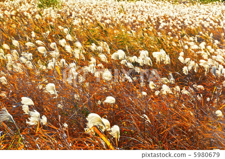 在風中蜿蜒的鈴木(櫻崎公園/埼玉市埼玉市佐倉區) 在風中蜿蜒的鈴木(櫻崎公園/埼玉市埼玉市佐倉區) 5980679