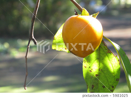 Fruit of an oyster 5981025