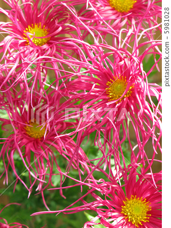 古典菊花（Ise chrysanthemum） 5981028