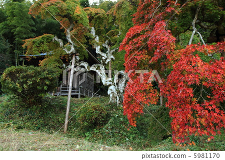 Shodare moomidge 5981170