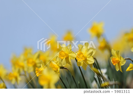 水仙花花 5981311