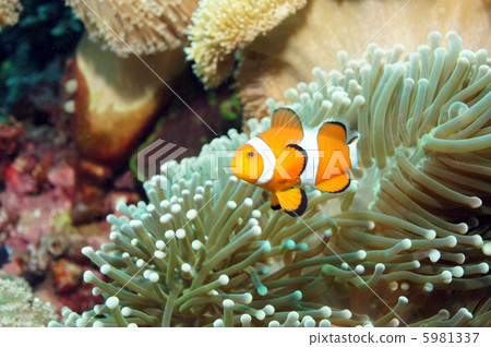 小丑anemonefish 5981337