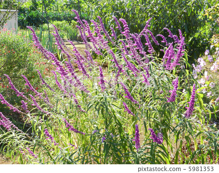 Salvia Leukansa 5981353