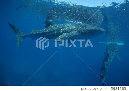 Whale shark Whale shark 5981363