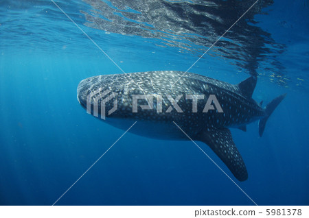 Whale shark Whale shark 5981378