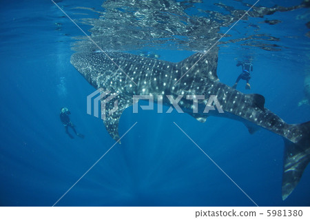 Whale shark 5981380