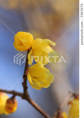 開花在早期的春天Rubai的花 5981679
