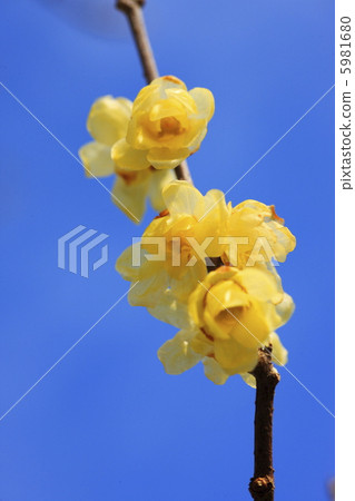 開花在早期的春天Rubai的花 5981680